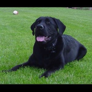 Meet your Posher, Yvette